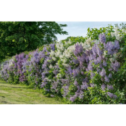 LILAK POSPOLITY Syringa vulgaris