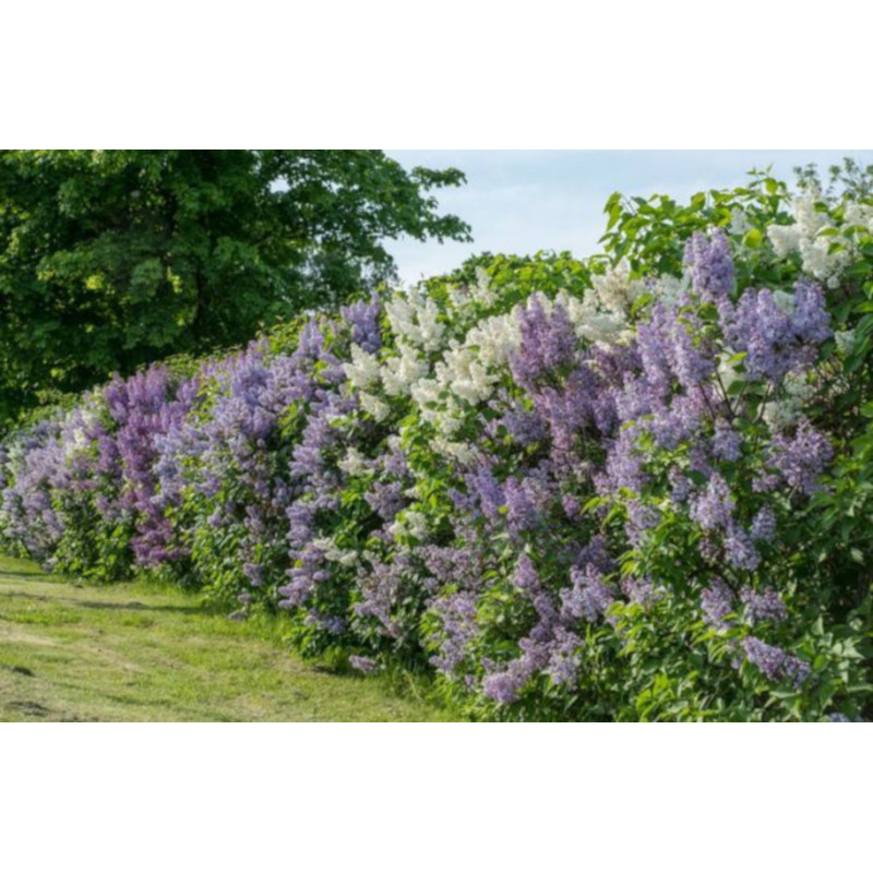 LILAK POSPOLITY Syringa vulgaris