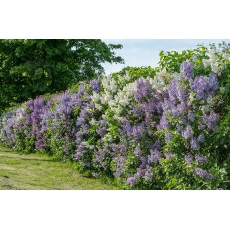 LILAK POSPOLITY Syringa vulgaris