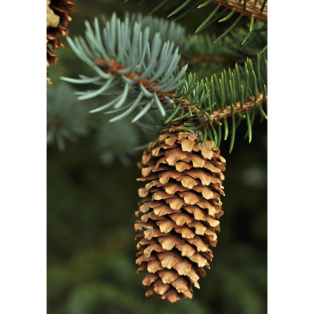 ŚWIERK KŁUJĄCY SREBRNY Picea pungens