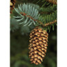 ŚWIERK KŁUJĄCY SREBRNY Picea pungens