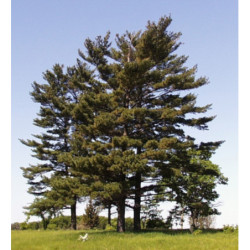 SOSNA WEJMUTKA Pinus strobus