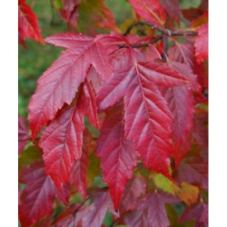KLON TATARSKI GINNALA Acer ginnala