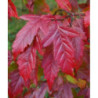 KLON TATARSKI GINNALA Acer ginnala