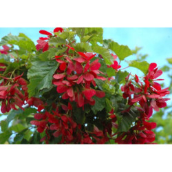 KLON TATARSKI GINNALA Acer ginnala