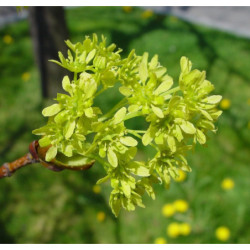 KLON POSPOLITY Acer platanoides