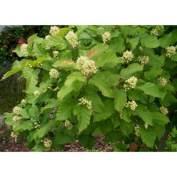 KLON TATARSKI Acer tataricum