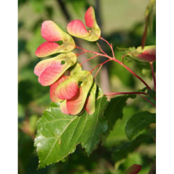 KLON TATARSKI Acer tataricum