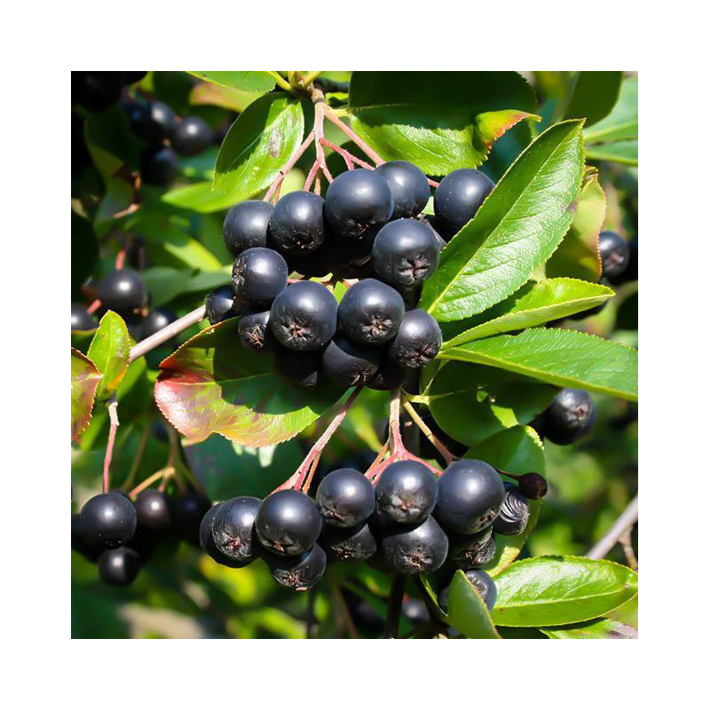 ARONIA CZARNOOWOCOWA Aronia melanocarpa