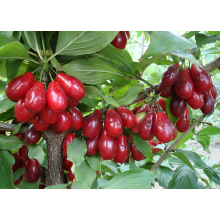 DEREŃ JADALNY Cornus mas