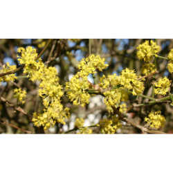 DEREŃ JADALNY Cornus mas