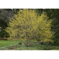 DEREŃ JADALNY Cornus mas