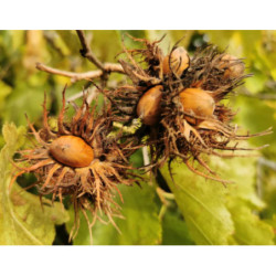 LESZCZYNA TURECKA Corylus colurna.