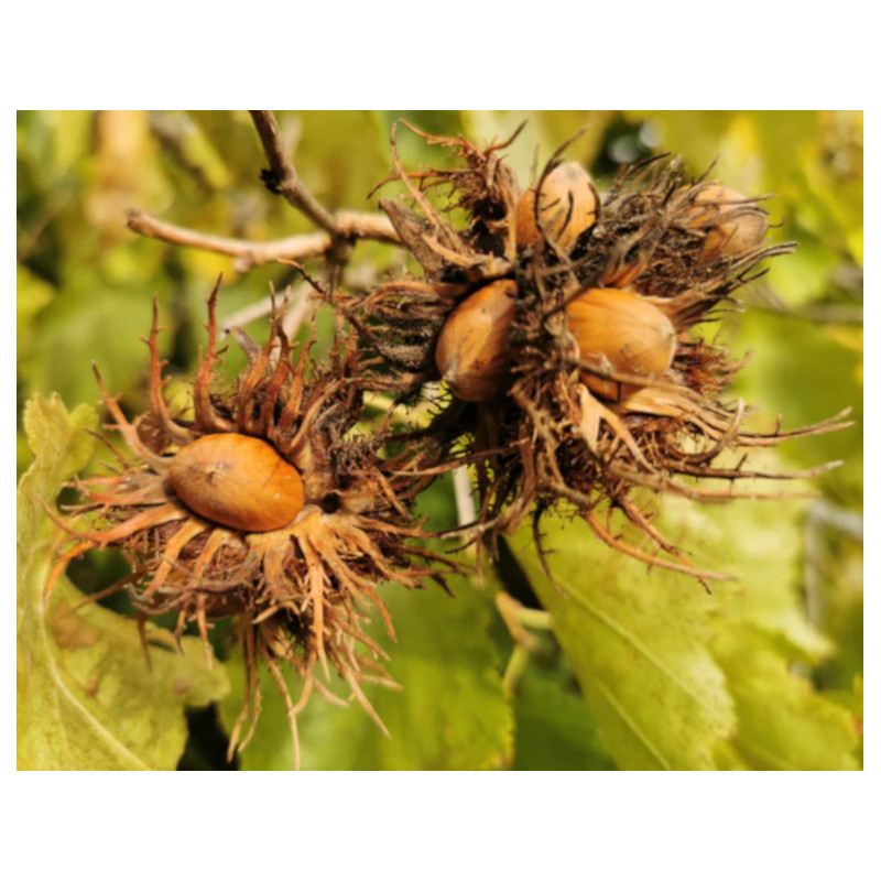 LESZCZYNA TURECKA Corylus colurna.