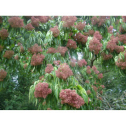 EWODIA CHIŃSKA Evodia hupehensis