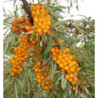ROKITNIK LECZNICZY Hippophae rhamnoide