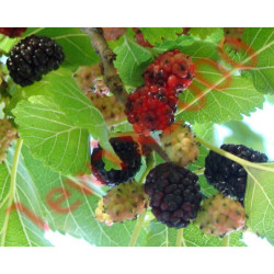 MORWA CZARNA Morus nigra