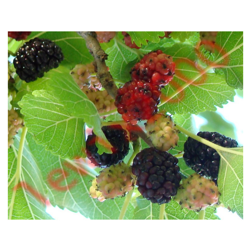 MORWA CZARNA Morus nigra