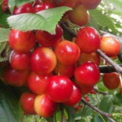 WIŚNIA PTASIA Prunus avium