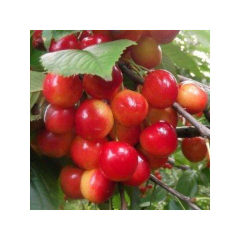 WIŚNIA PTASIA Prunus avium