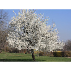 WIŚNIA PTASIA Prunus avium