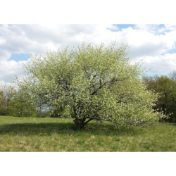 WIŚNIA WONNA Prunus mahaleb
