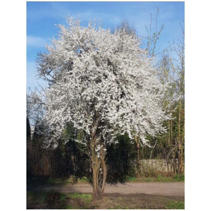 ŚLIWA WIŚNIOWA AŁYCZA Prunus marybolana
