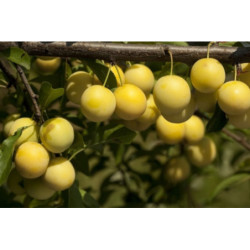 ŚLIWA WIŚNIOWA AŁYCZA Prunus marybolana