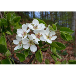 GRUSZA POSPOLITA POLNA Pyrus pyraster