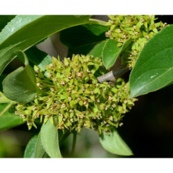 SZAKŁAK POSPOLITY Rhamnus catharticus