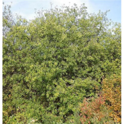 SZAKŁAK POSPOLITY Rhamnus catharticus