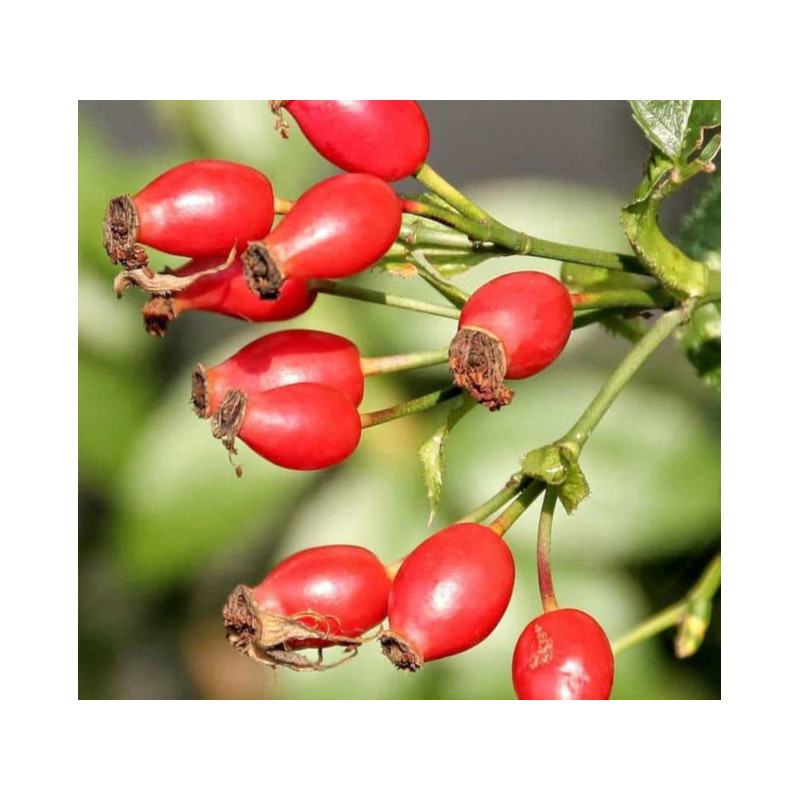 DZIKA RÓŻA Rosa canina