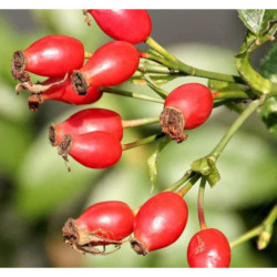 DZIKA RÓŻA Rosa canina
