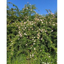 DZIKA RÓŻA Rosa canina