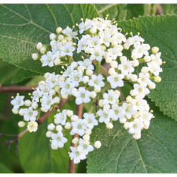 KALINA HORDOWINA Viburnum lantana
