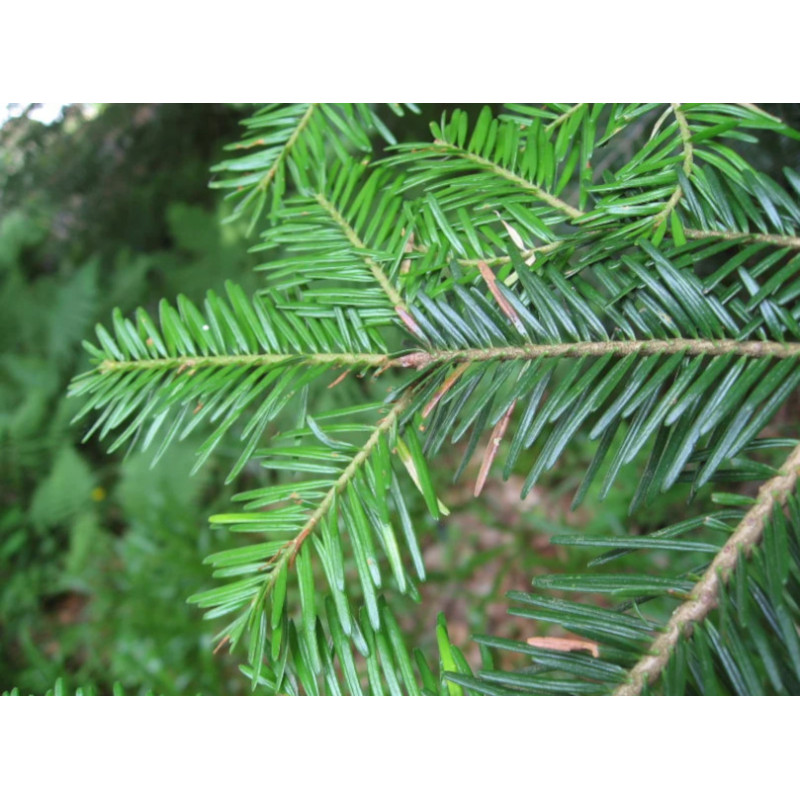 JODŁA POSPOLITA Abies alba