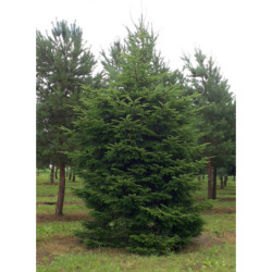 JODŁA POSPOLITA Abies alba