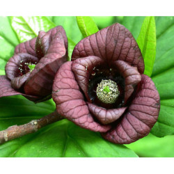 URODLIN TRÓJŁATKOWY Asimina triloba