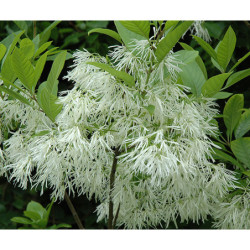 ŚNIEGOWIEC WIRGINIJSKI Chionanthus virginicus