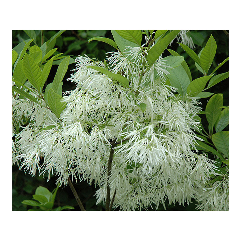 ŚNIEGOWIEC WIRGINIJSKI Chionanthus virginicus