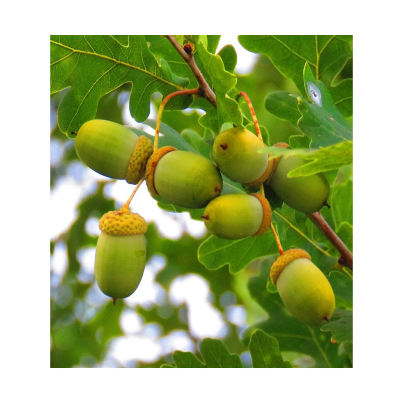 DĄB SZYPUŁKOWY Quercus robur