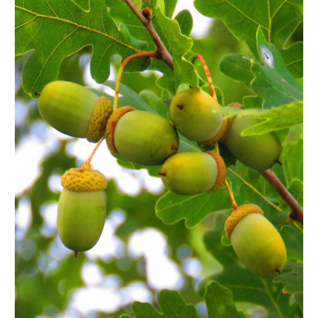 DĄB SZYPUŁKOWY Quercus robur