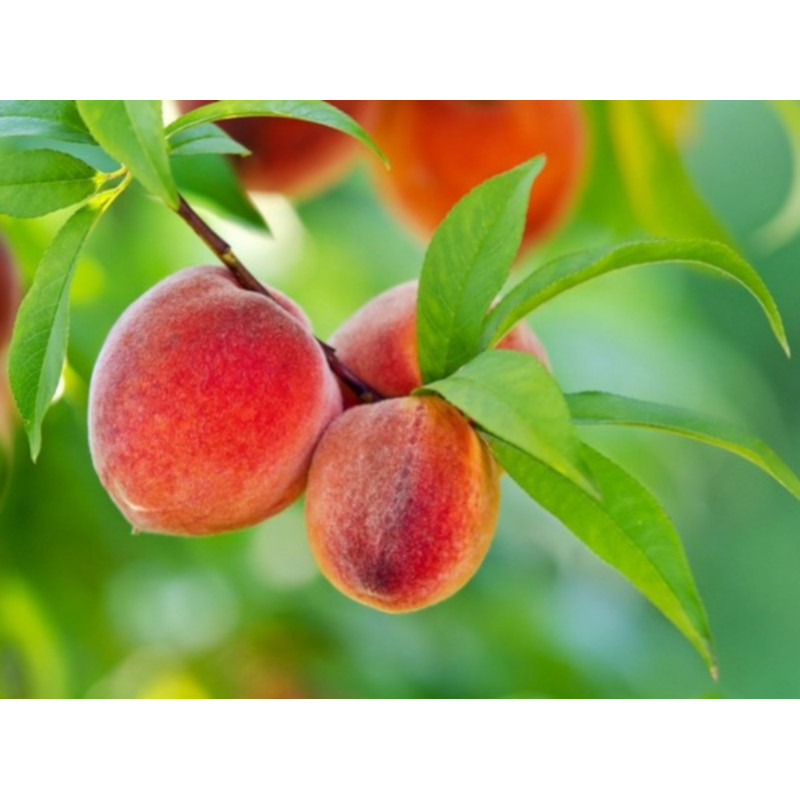 BRZOSKWINIA ZWYCZAJNA Prunus persica