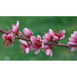 BRZOSKWINIA ZWYCZAJNA Prunus persica