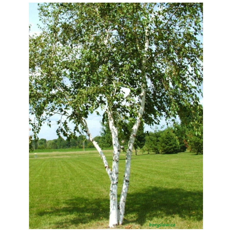 BRZOZA PAPIEROWA Betula papyrifera