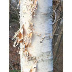 BRZOZA PAPIEROWA Betula papyrifera