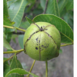 ORZESZNIK PIĘCIOLISTKOWY Carya ovata