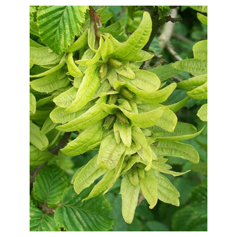 GRAB POSPOLITY Carpinus betulus