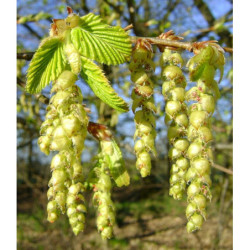 GRAB POSPOLITY Carpinus betulus