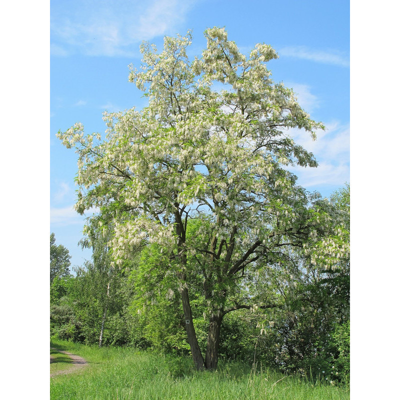 ROBINIA AKACJOWA Robinia pseudoacacia